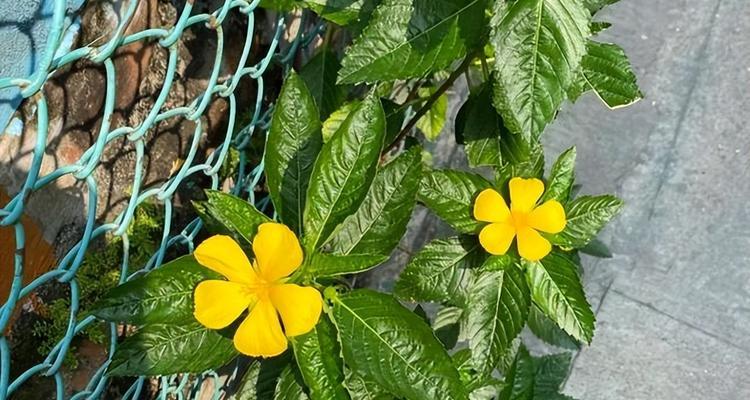 什么花的花语代表加油？如何用花卉传递鼓励？