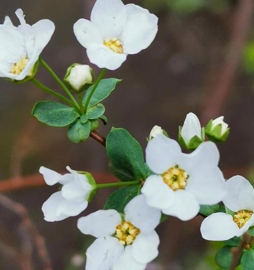 什么花的花语代表加油努力？如何用花卉表达鼓励和支持？