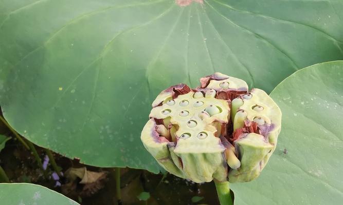 莲菜什么时候成熟上市？如何挑选新鲜莲菜？