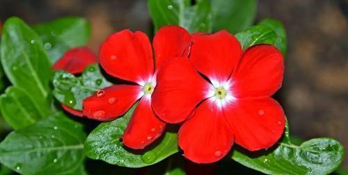 什么花代表坚持？花语中坚持的花卉有哪些？