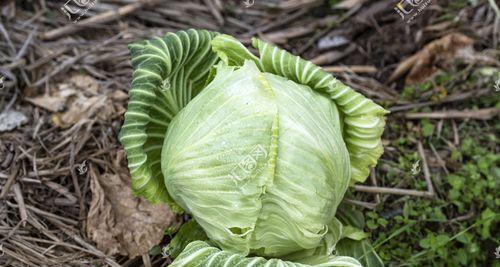莲花白是什么菜？它的营养价值和烹饪方法有哪些？