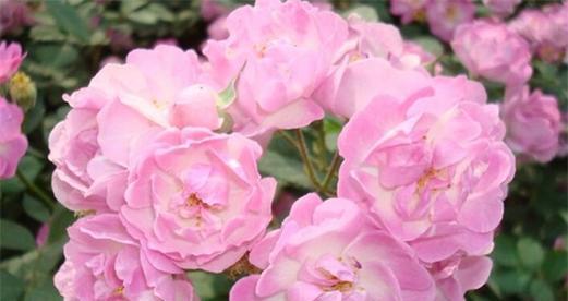 什么花代表坚持的爱？花语中坚持的爱象征着什么？