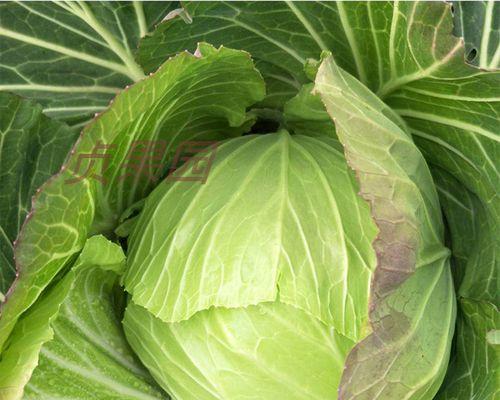 莲花白是什么菜？它的营养价值和烹饪方法有哪些？