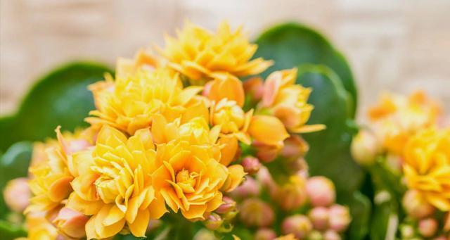 什么花代表坚持的爱？花语中坚持的爱象征着什么？