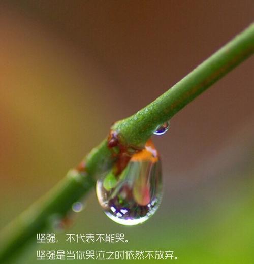 什么花代表坚强？花语中象征坚韧不拔的花卉有哪些？