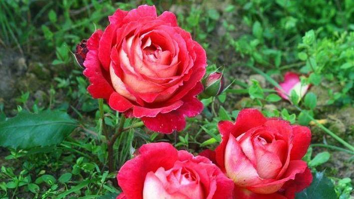 莲花宝石月季有哪些优点和缺点？