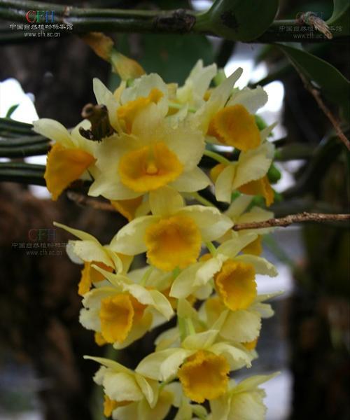 什么花象征着坚强不屈？花语中代表坚韧的花卉有哪些？