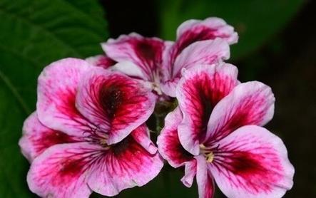 什么花象征着坚强不屈？花语中代表坚韧的花卉有哪些？