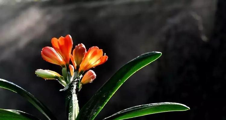 什么花象征着坚强不屈？花语中代表坚韧的花卉有哪些？