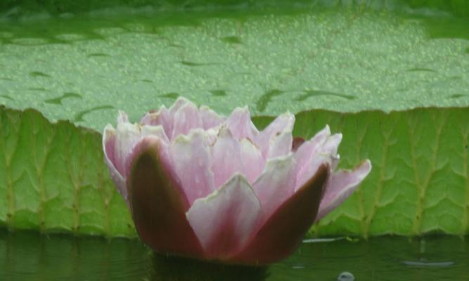 莲花不开花怎么回事？如何解决？