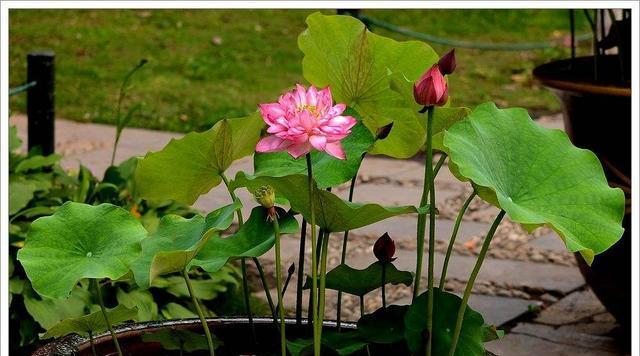 莲花不开花怎么回事？如何解决？