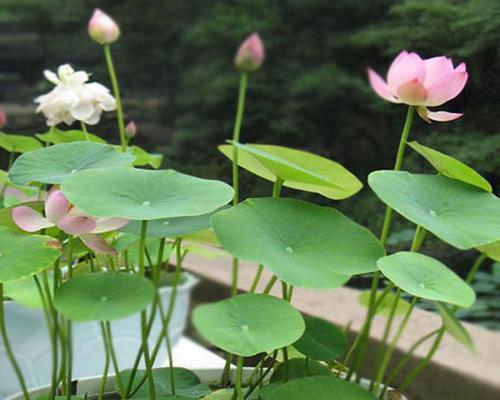 如何正确催花莲花？掌握最佳催花时间和方法？