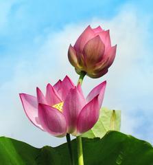 如何正确催花莲花？掌握最佳催花时间和方法？