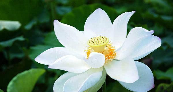 莲花象征的生肖是什么？十二生肖中莲花代表哪个？