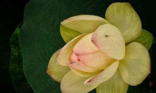 莲花象征的生肖是什么？十二生肖中莲花代表哪个？