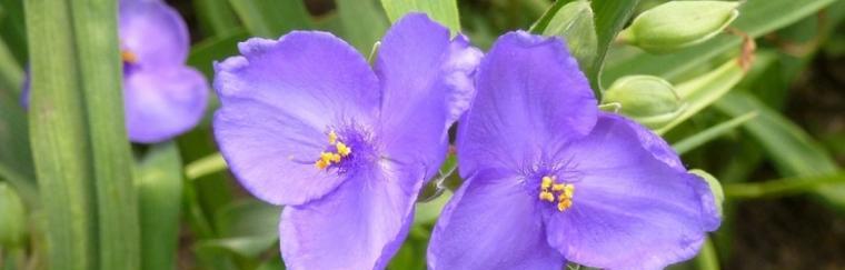 什么花代表结束的花语？这种花的含义是什么？