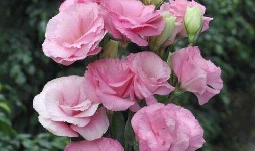 什么花代表结束的花语？这种花的含义是什么？