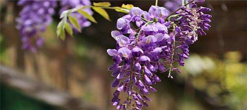 什么花代表结束的花语？这种花的含义是什么？
