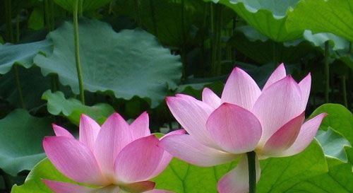 莲花的花语是什么？如何用莲花表达情感？