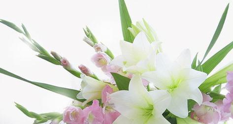 什么花代表爱情的结束？揭秘花语背后的含义？