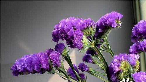 什么花代表爱情的结束？揭秘花语背后的含义？