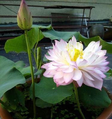 莲花如何生长？从种子到开花需要多长时间？