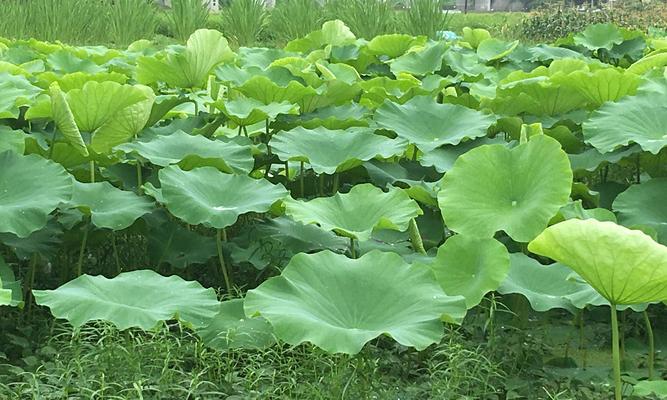 莲花如何生长？从种子到开花需要多长时间？