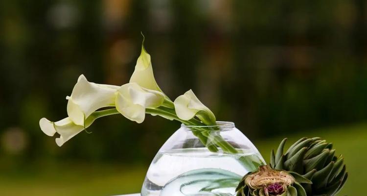 什么花代表金榜题名？揭秘寓意金榜题名的花卉种类？