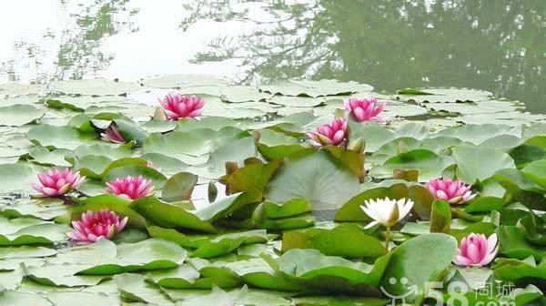 莲花的生长环境是什么？哪些地方条件适合莲花生长？