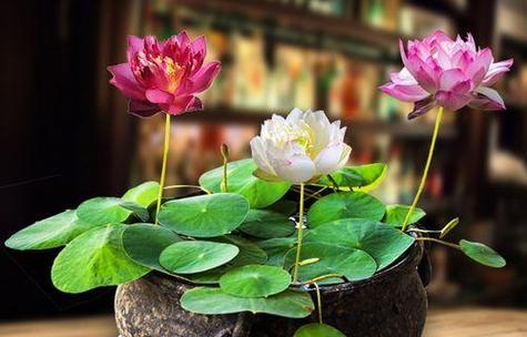 莲花的生长环境是什么？哪些地方条件适合莲花生长？