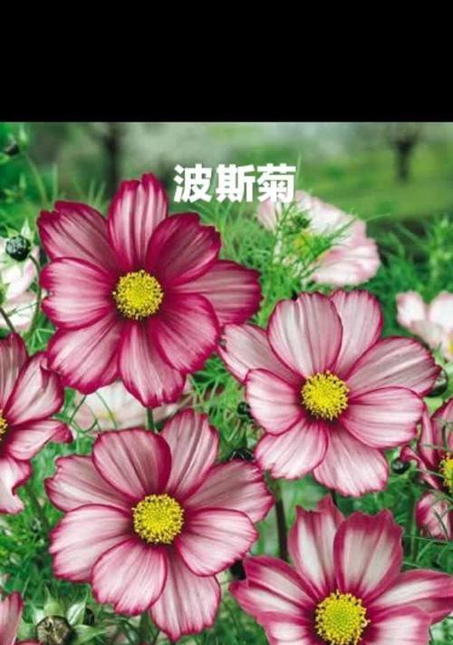 禁忌之恋的花语是什么花所代表的？