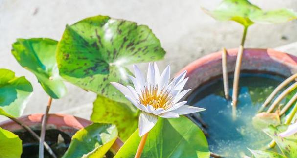 如何养殖莲花？需要注意哪些事项？