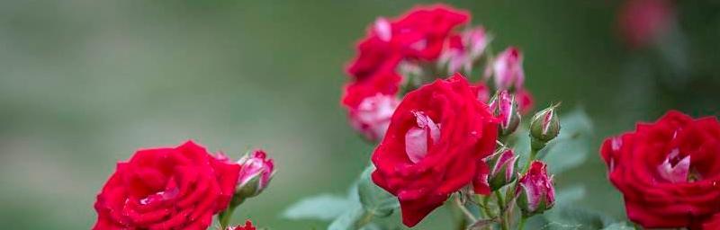 什么花代表久别重逢的花语？如何用花表达重逢的喜悦？