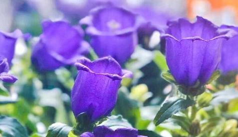 什么花代表久别重逢的花语？如何用花表达重逢的喜悦？