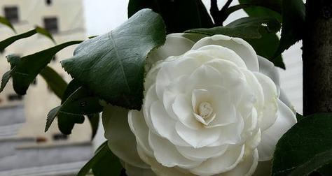什么花代表救赎？揭秘花语背后的含义？