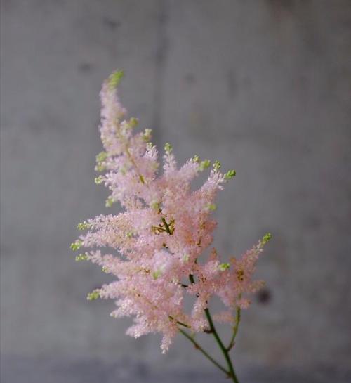 什么花代表拒绝？揭秘花语中的拒绝含义是什么？