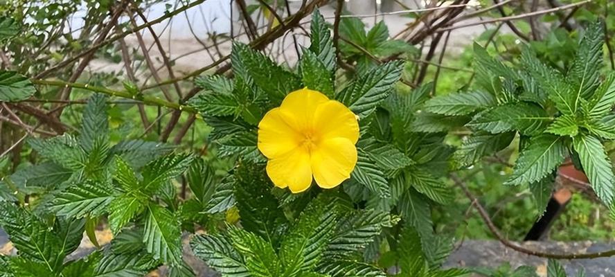 什么花代表拒绝？揭秘花语中的拒绝含义是什么？