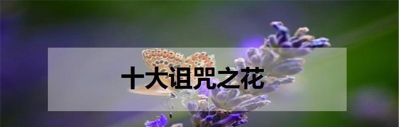 什么花的花语代表拒绝爱情？如何用花表达拒绝？