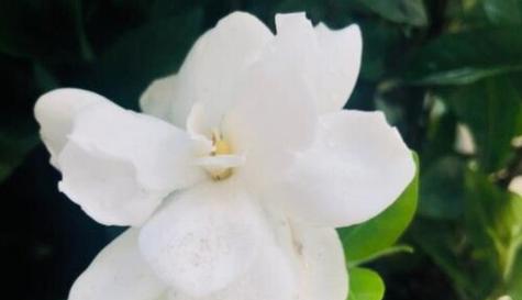 什么花的花语代表拒绝爱情？如何用花表达拒绝？