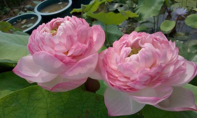莲花多久开花一次？如何养护才能按时绽放？