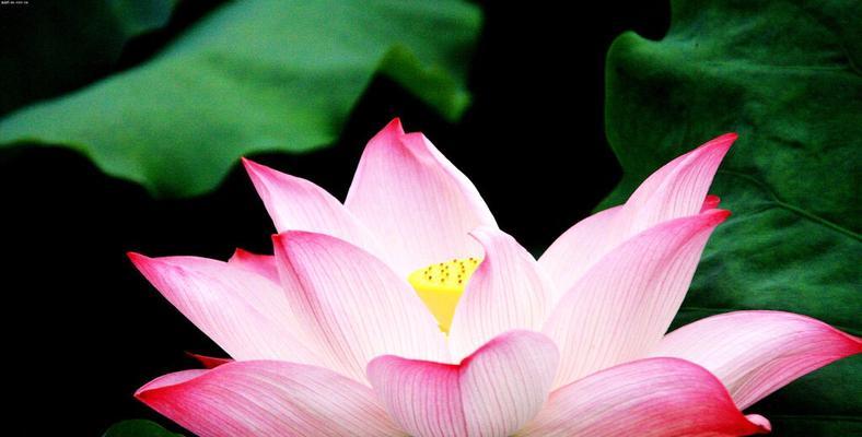 莲花多久开花一次？如何养护才能按时绽放？