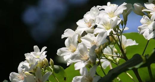 什么花代表绝交的花语？了解绝交花语的含义是什么？