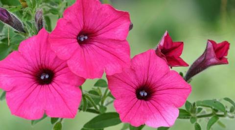 什么花代表绝交的花语？了解绝交花语的含义是什么？