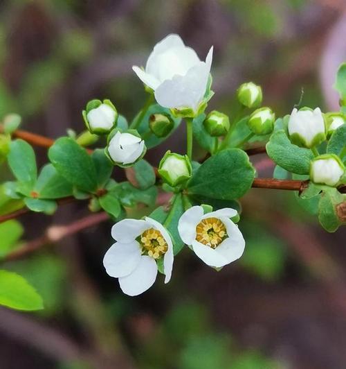 什么花代表绝交的花语？了解绝交花语的含义是什么？