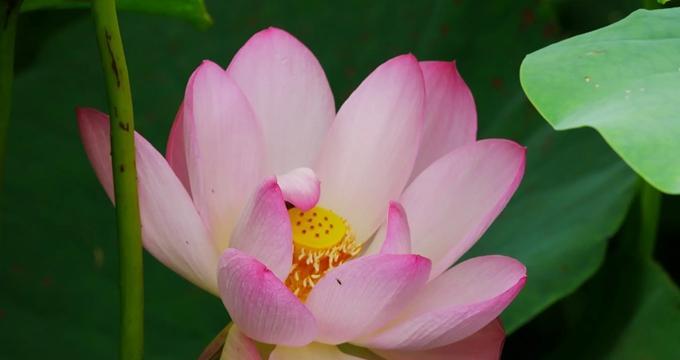莲花花语代表什么意思？如何理解莲花的象征意义？
