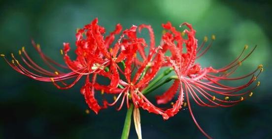 什么花代表绝望的花语？了解绝望含义的花卉有哪些？