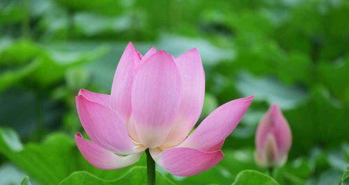 莲花花语代表什么意思？如何理解莲花的象征意义？