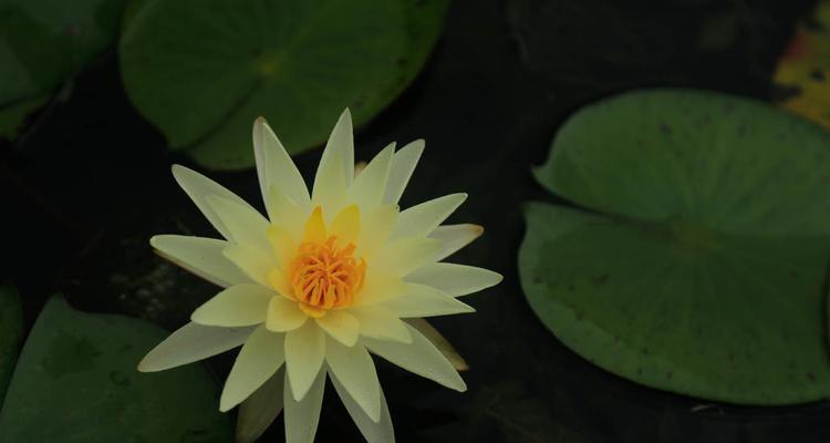 莲花几点开花时间开花一般在什么时候？如何根据季节调整观赏时间？