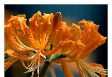 什么花代表绝望的爱？花语中绝望之爱的花卉有哪些？