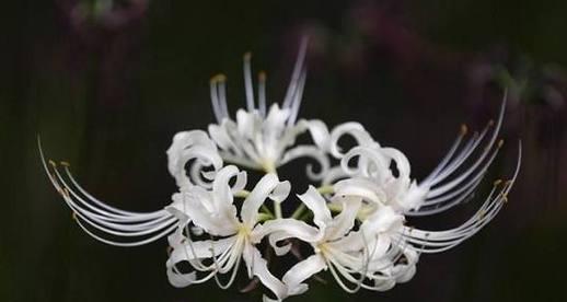 什么花代表绝望的爱？花语中绝望之爱的花卉有哪些？